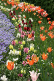 Tulips, Snapdragons & Pansies - Home Garden Center