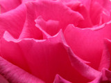 Its the Beginning of the Rose Season Here - Zephrine, a Rose Rose