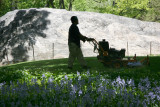 Mowing Grass by a Bluebell Garden