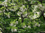Locust Trees are in Bloom
