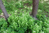 Aegopodium podagraria or Bishops Weed