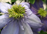 Clematis