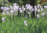 Iris through a Chain Link Fence