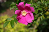 Pink Rugosa Rose