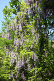 Wisteria Vines near Gay Street