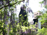 Wisteria Vines near Gay Street