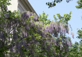 Wisteria Vines near Gay Street