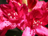 Red Rhododendron