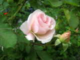 French Lace Rose Buds