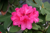 Rhododendron Blossom