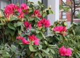 Rhododendrons