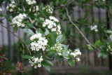 North Garden - Hawthorne(?) Trees in Bloom