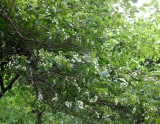 North Garden - Hawthorne(?) Trees in Bloom