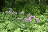 Garden View - Lunaria or Money Plant Blossoms