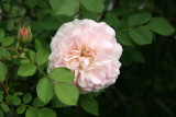 Eglantyne Rose