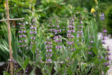 Sage Blossoms