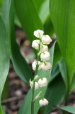 Lily of the Valley