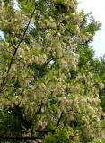 Locust Tree Blossoms