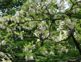 Locust Tree Blossoms