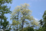 Locust Tree Blossoms