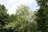 Locust Tree Blossoms