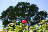 Fence Rose & Scholar Tree