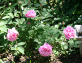 Hermosa Rose Bush