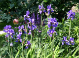 Garden Plot - Siberian Iris