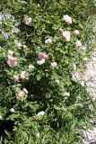 Morden Blush & Eglantyne Rose Bushs