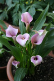 Calla Lily