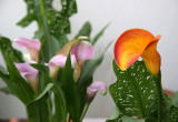 Calla Lily