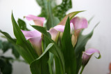 Calla Lily