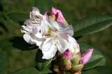 Rhododendron