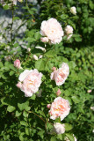 Morden Blush Roses