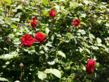 Don Juan Roses