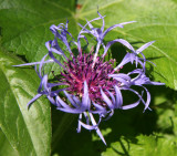 Stokesia