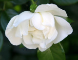 White Rose