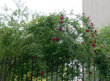 Rose Arbor