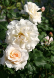 French Lace Roses