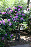 Rhododendron Bush