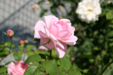 Eglantyne Rose