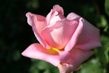 Fragrant Hour Rose