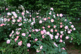 Pink Rose Bush