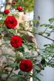Saint Marks Churchyard - Roses