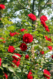 Saint Marks Churchyard - Roses