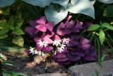 Garden - Oxalis Blossoms