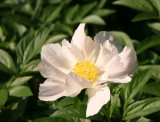 Garden - White Peony