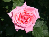 Fragrant Hour Rose