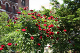 Don Juan Rose Arbor