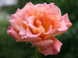 Peach Rose